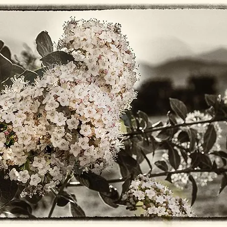 Cignale Gospodarstwo agroturystyczne