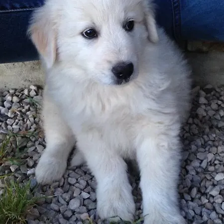 Cignale Gospodarstwo agroturystyczne *