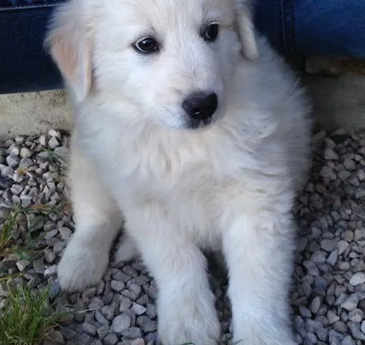 Cignale Della Societa Agricola Cignale Srl Çiftlik konaklama *