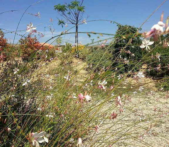 Cignale Della Societa Agricola Cignale Srl * Penne